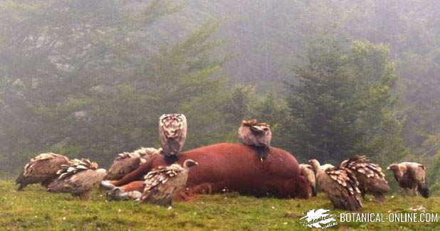 buitres carroñeros comiendo caballo muerto