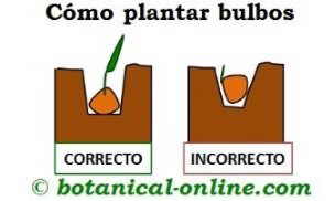 plantar bulbos