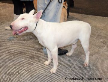 Bull terrier