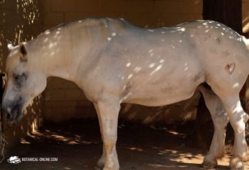 Caballo de sangre fría