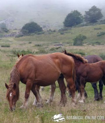 Caballos