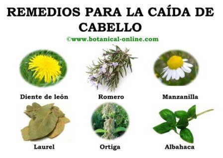 Remedios el que se cae – Botanical-online