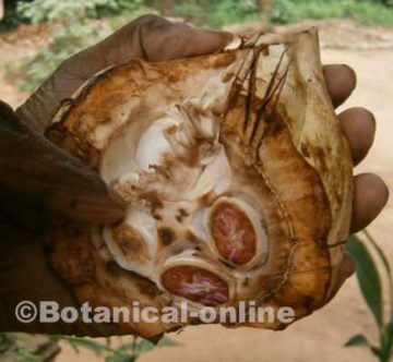 fruto de cacao recien recolectado del arbol, fruto abierto con las semillas