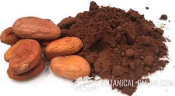 semillas cacao y cacao en polvo puro