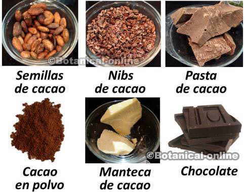 tipos cacao derivados manteca nibs semillas chocolate polvo pasta