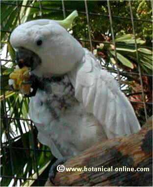 Cacatua de moño amarillo