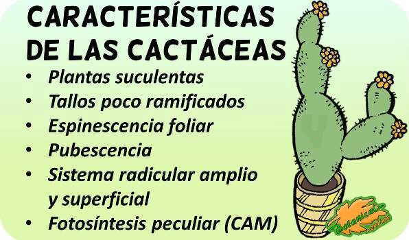 cactus caracteristicas familia botanica cactaceas