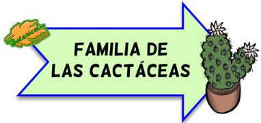 familia botanica cactaceas