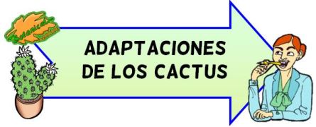 adaptaciones de los cactus