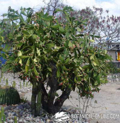 cactus grande tipo arbol