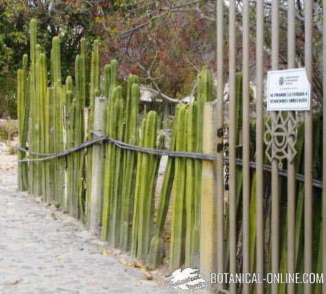 cactus barrera