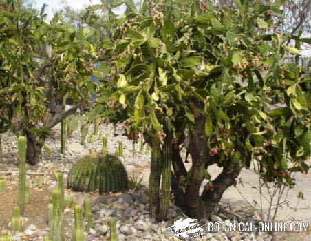 cactus silvestres tipos formas clasificación