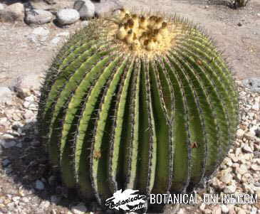 cactus silvestres tipos formas clima