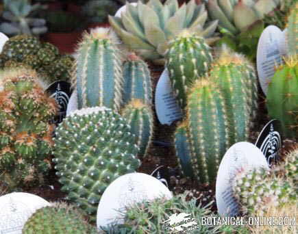 comprar cactus cultivo