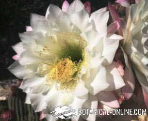 flor cactus