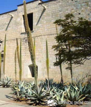 cactus jardineras oaxaca