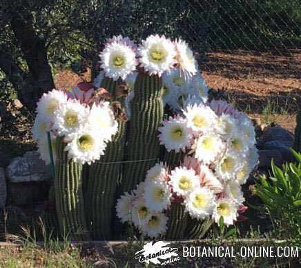 cactus en flor