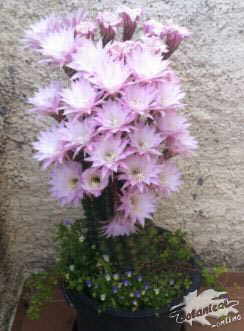 cactus en flor