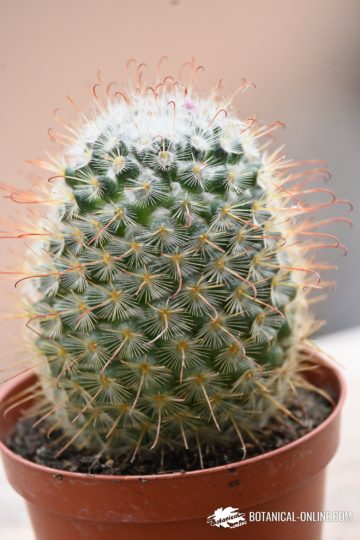 Mammillaria microcarpa