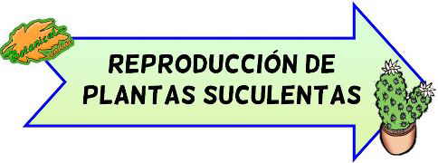 reproduccion propagacion plantas crasas