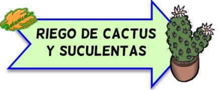 riego cactus y suculentas