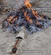 extraccion aceite de cade brea de enebro o ginebro