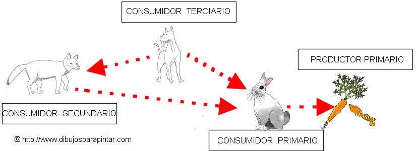 Cadena alimentaria