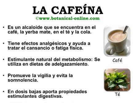 Propiedades de la cafeína