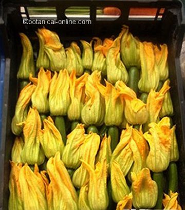 calabacines con flor zucchini flower marrow squash