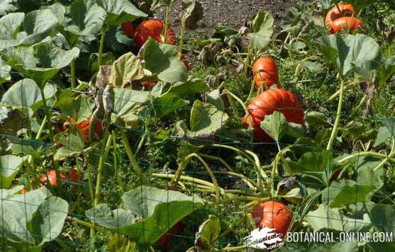 cultivo calabazas