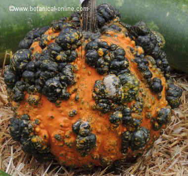 calabaza verrucosa