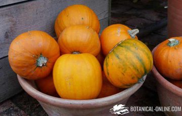 calabazas mercado