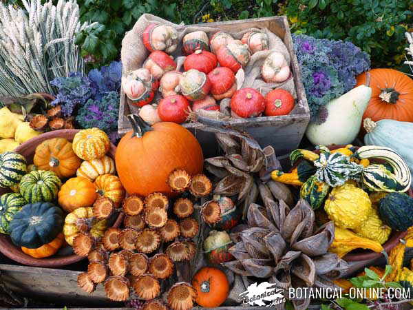 calabaza mercado decoracion