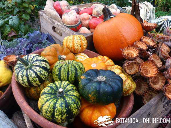 calabazas tipos