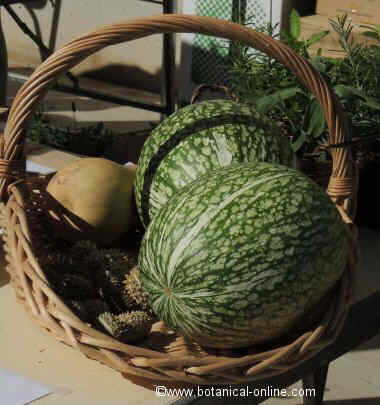 calabazas de cabello de angles