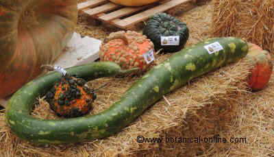 Calabazas para concurso