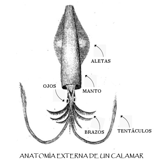 Anatomia externa de un calamar