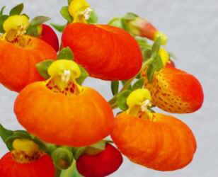 calceolaria