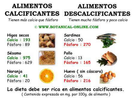 Alimentos calcificantes y descalcificantes, el equilibrio calcio fosforo