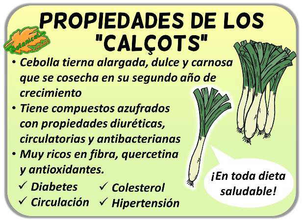 propiedades de los calçots