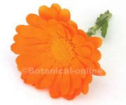 flor calendula