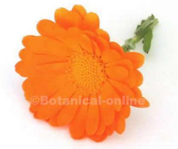 calendula