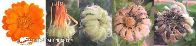 calendula flor compuesta