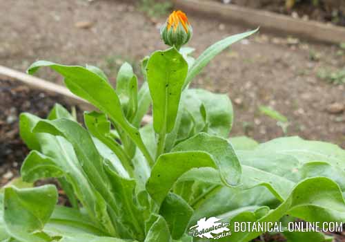 Remedios para la mosca blanca en las plantas – Botanical-online