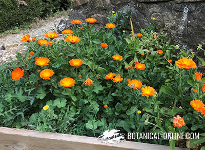 cultivo calendula