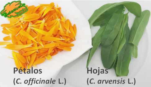 petalos hojas calendula ensalada maravilla recetas