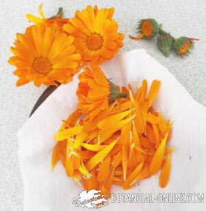 flores de calendula