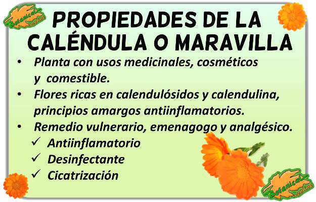 Details 300 imagen infusion de calendula propiedades