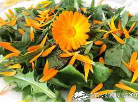 ensalada de calendula