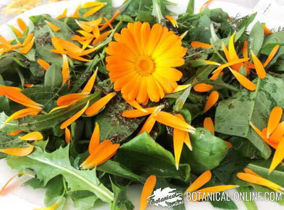 ensalada de calendula